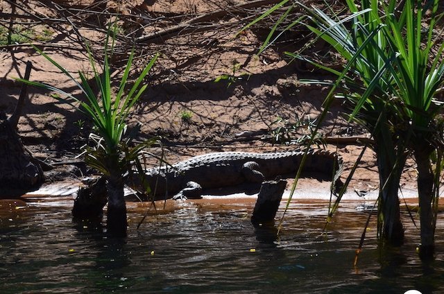coccodrillo australia