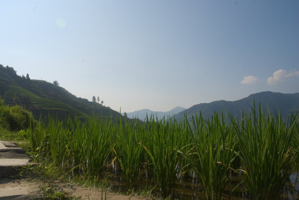 Longsheng risaie Cina