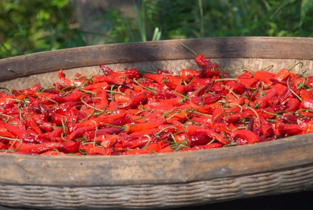 Longsheng risaie Cina