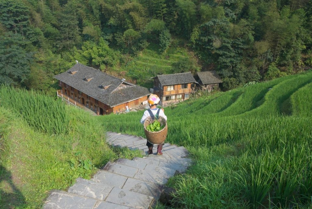 Longsheng risaie Cina