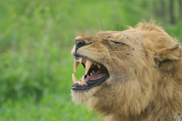 Parco Ruaha: ecco la Tanzania che pochi conoscono