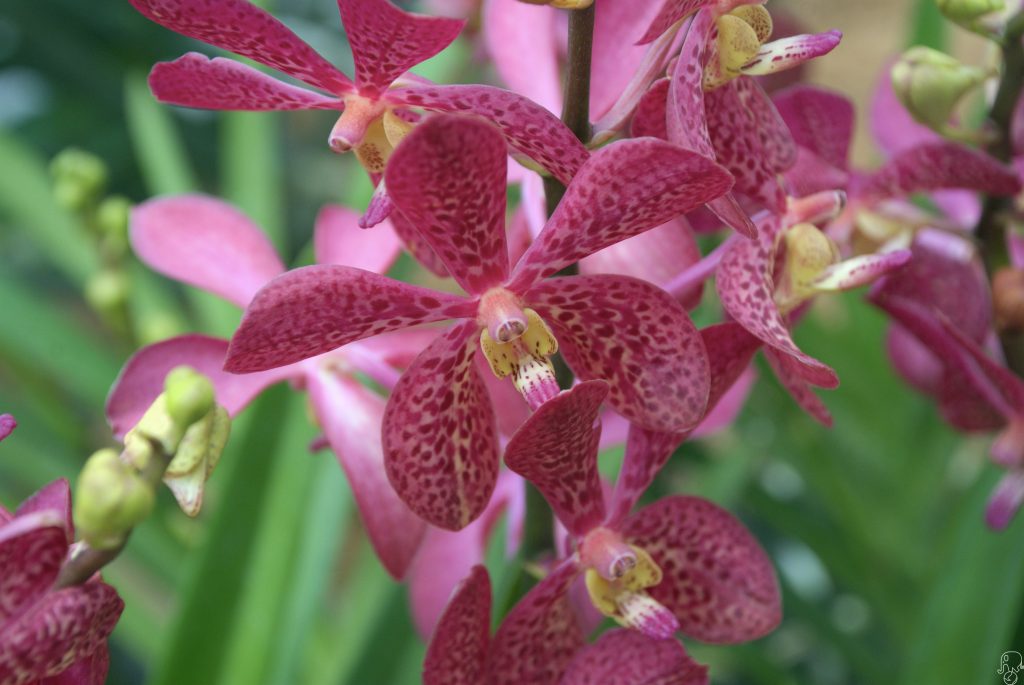 Singapore giardini botanici