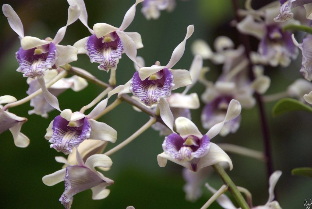 Giardini botanici di Singapore