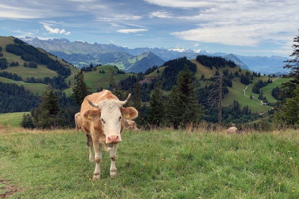 Una giornata in Svizzera sui monti di Annette