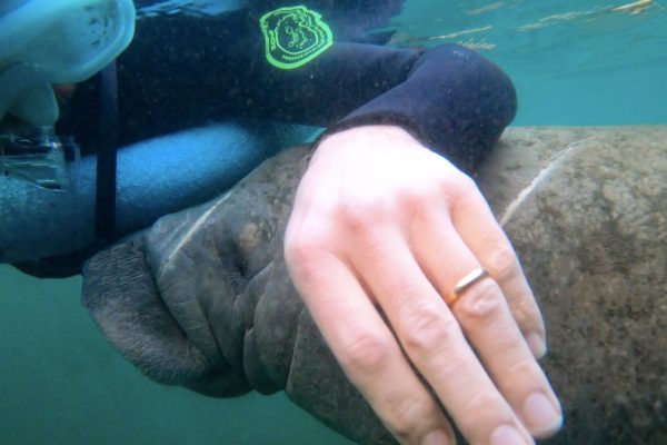 A tu per tu con i lamantini in Florida
