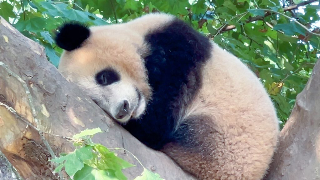 vedere i panda in Cina